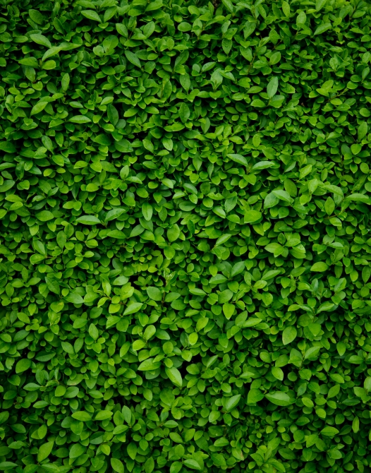 Green floral background