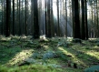 Forest Belgium