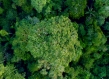 Forest Brazil