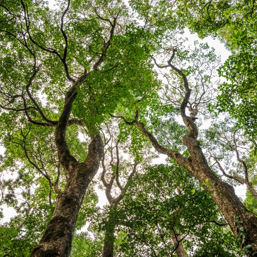 Kenya forest