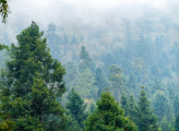 forest Mexico