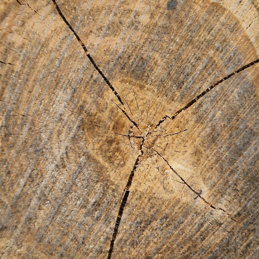 wood