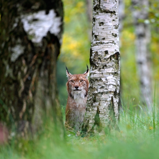 Lynx standing in a forest