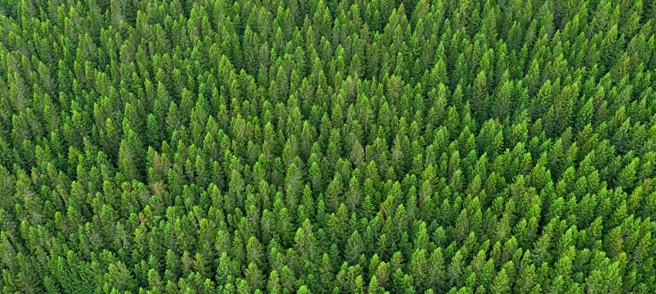 Aerial view of a forest
