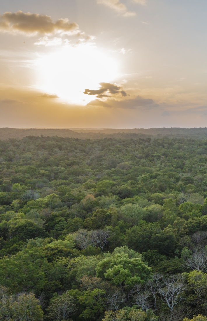 Sunrise over green forest