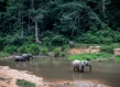 Gabon elephants
