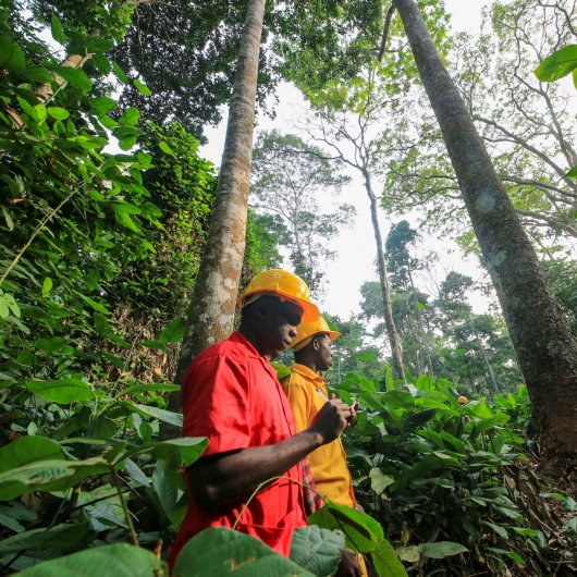 Low-angle shot of workers in a forest