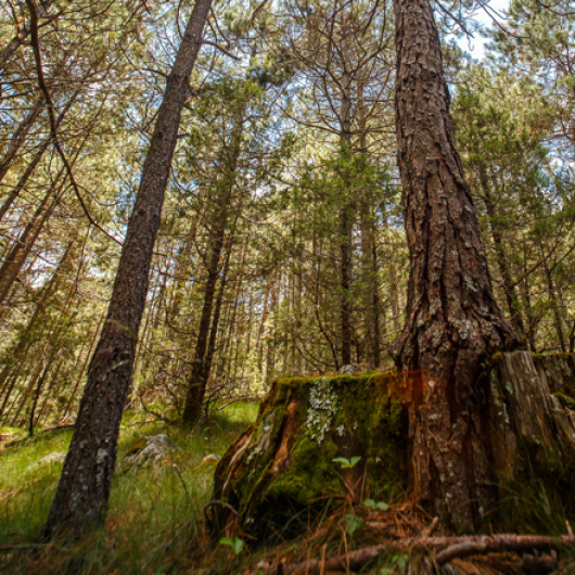 Mexican forest