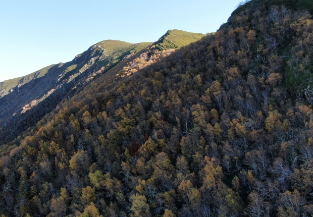 Forest on face of mountain