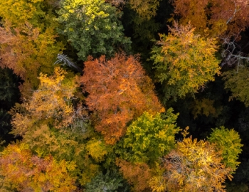 FSC_Romania